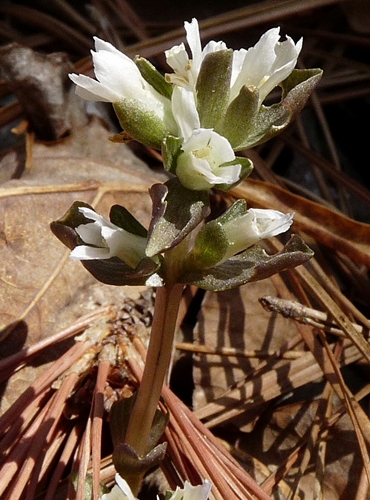 {Obolaria virginica}